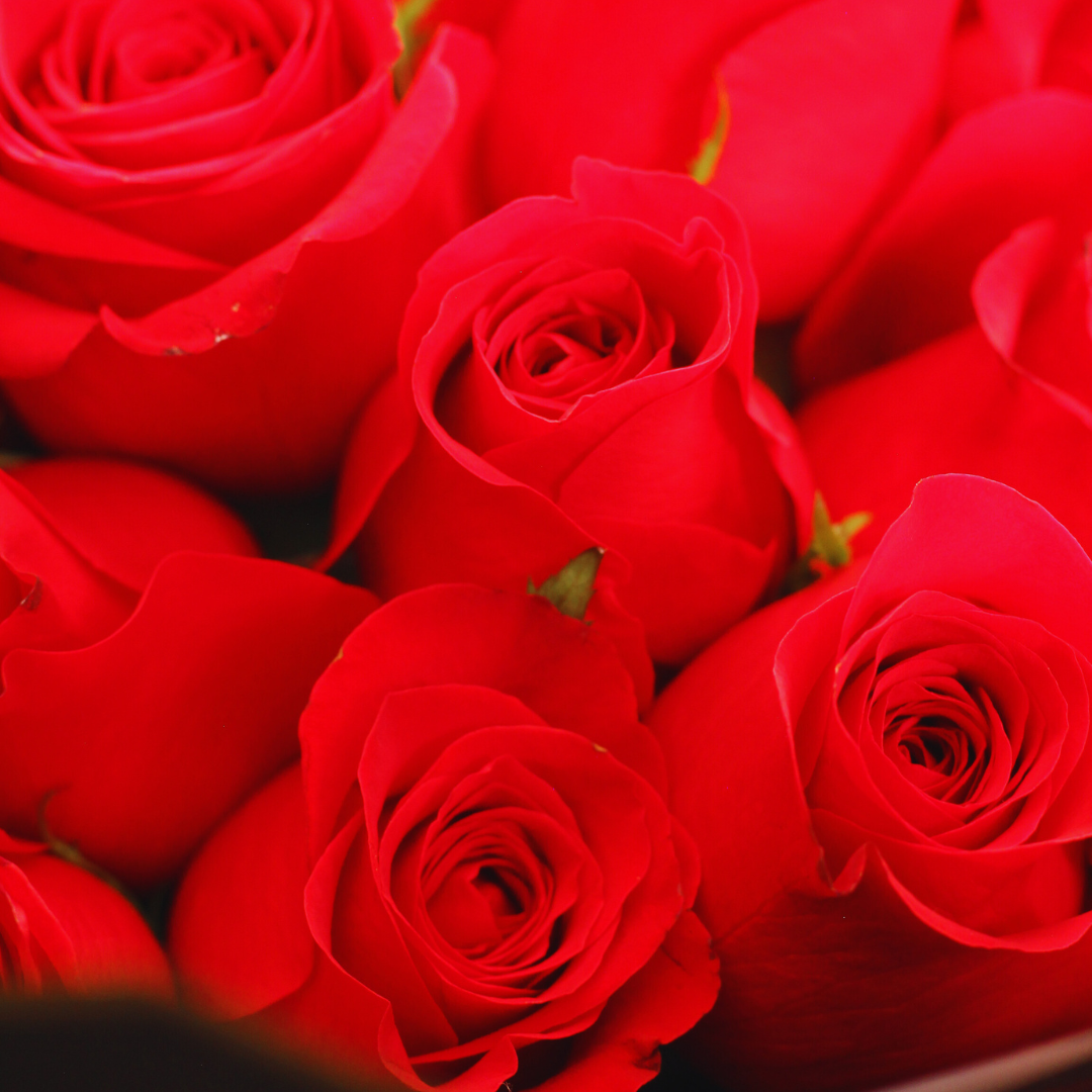 AMOR, AMOR - Regala rosas rojas para aniversario